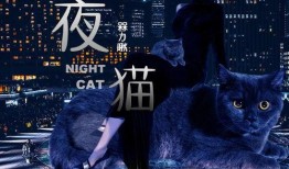 夜猫在线观看,揭秘深夜网络世界的魅力与挑战